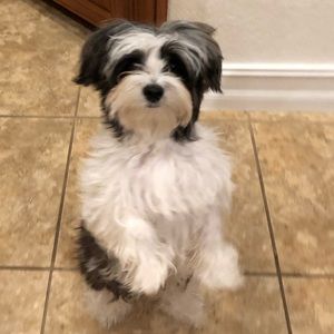 Meet your Posher, Paula